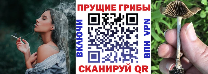 Галлюциногенные грибы Cubensis  даркнет состав  Нурлат  наркота  блэк спрут ссылки 